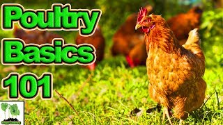 Brian's Poultry Update And The Basic's