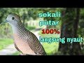 Perkutut lokal gacor pancingan ampuh 100 % langsung nyaut