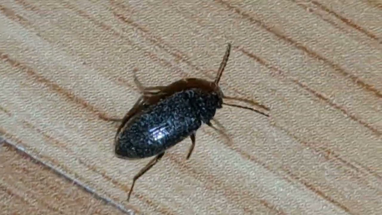 Click Beetles (Melanotus spp.) — Minnesota Seasons