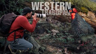 Story of the Western Tragopan II