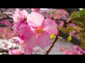 伊豆の河津桜まつり