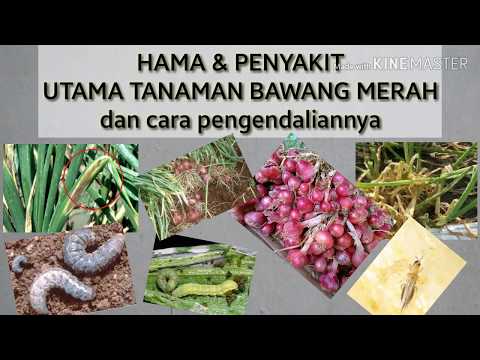 Video: Hama Dan Penyakit Bawang Merah Dan Bawang Putih