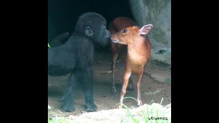 little #gorilla #kiss #muntjac #love #gorillatag #gorillatagfun #shorts #ringo screenshot 1