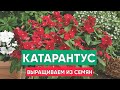 Выращиваем Катарантус из семян! Когда и как пересаживать катарантусы в кашпо?