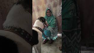 ladu Dog Ice Cream Kha Raha Hai 🍦🐶😂