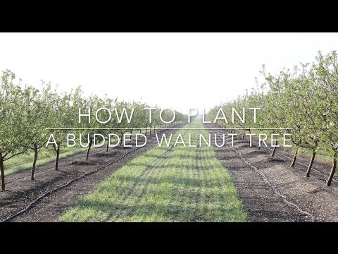 Video: Walnut tree: cultivation, planting, care and features