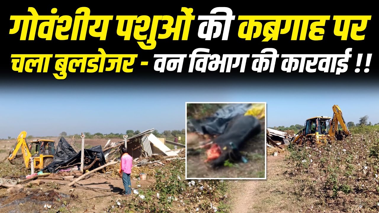 गोवंशीय पशुओं की कब्रगाह पर चला बुलडोजर - वन विभाग की कारवाई !! 