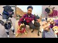 My New Family Members | French Bully, Pitbull & Beagle Puppies | Singh Sixteen