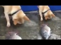 VIDEO: Un chien tente désespérément de sauver un poisson.