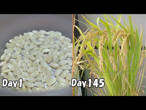 スーパーで買った玄米を発芽させてバケツに植えてみると…(米栽培) / How to grow rice from brown rice bought at the store.