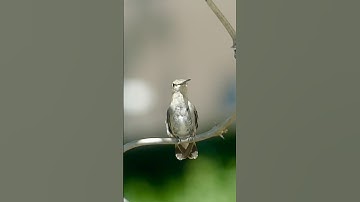 Hummingbird preening.    #hummingbirds #birds #nature
