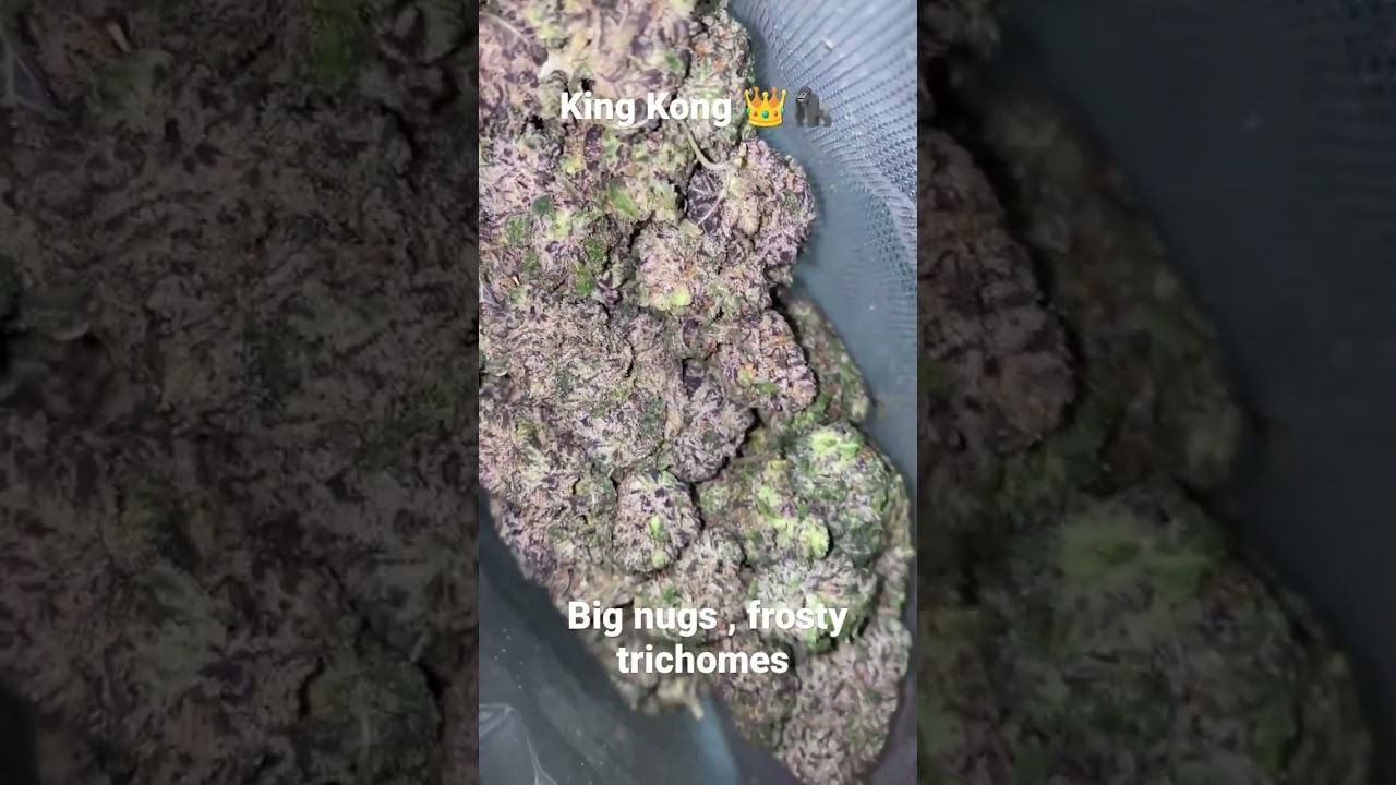king Kong 👑🦍 | Beautiful Big Nugs. Another mesmerizing Strain.🏆