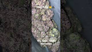 King Kong Beautiful Big Nugs. Another Mesmerizing Strain.