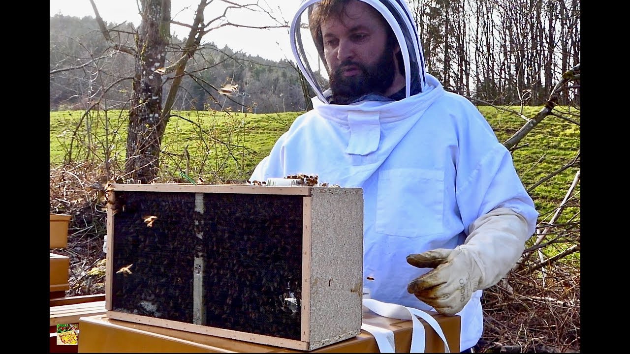 Installation d'un paquet d'abeilles dans une ruche 