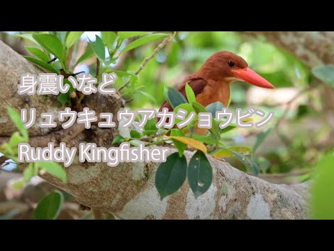 【身震いなど】リュウキュウアカショウビン Ruddy Kingfisher