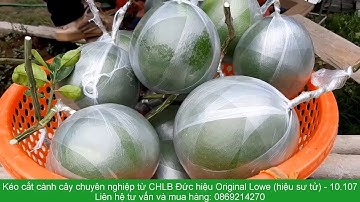 Kéo cắt cành Original Lowe 10.107 và Kỹ thuật ghép quả bưởi diễn làm cây bưởi cảnh chưng tết