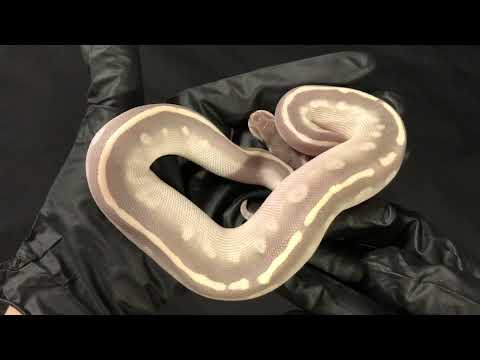 Ball Python Hatchling Female Mystic Potion