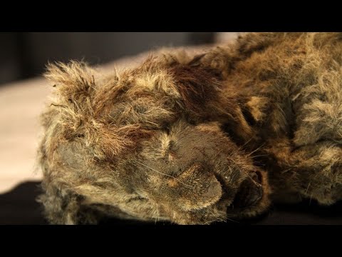 Perfectly preserved cave lion cub found frozen in Siberia is 28,000 years old.