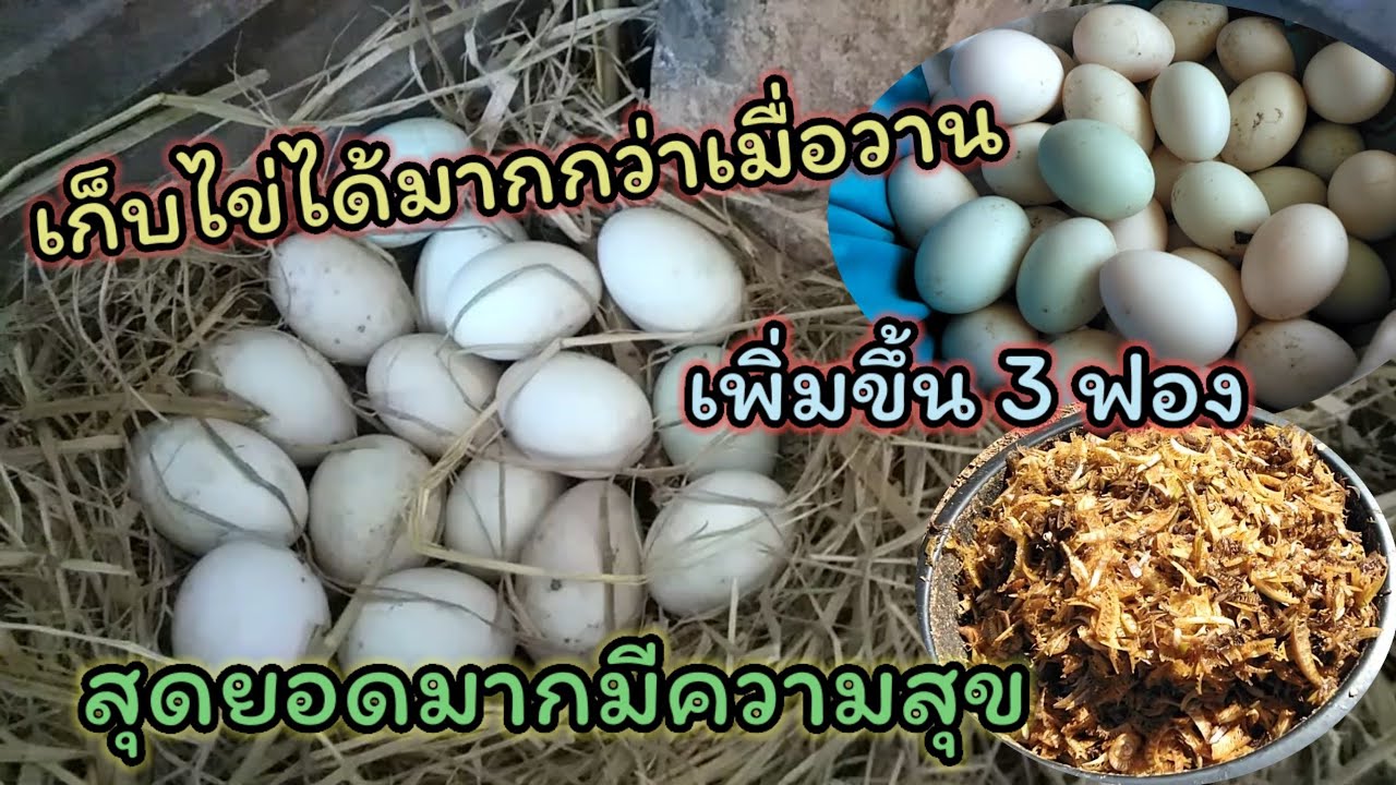 เลี้ยงเป็ดไข่92 ตัวเก็บไข่ได้มากกว่าเมื่อวานเพิ่มขึ้น 3 ฟองสุดยอดมาก เตรียมเครื่องครัวมาไว้ที่ทุ่งนา
