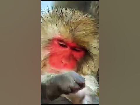смешная обезьяна, моется, чистота - залог успеха, как вам? #shorts ...
