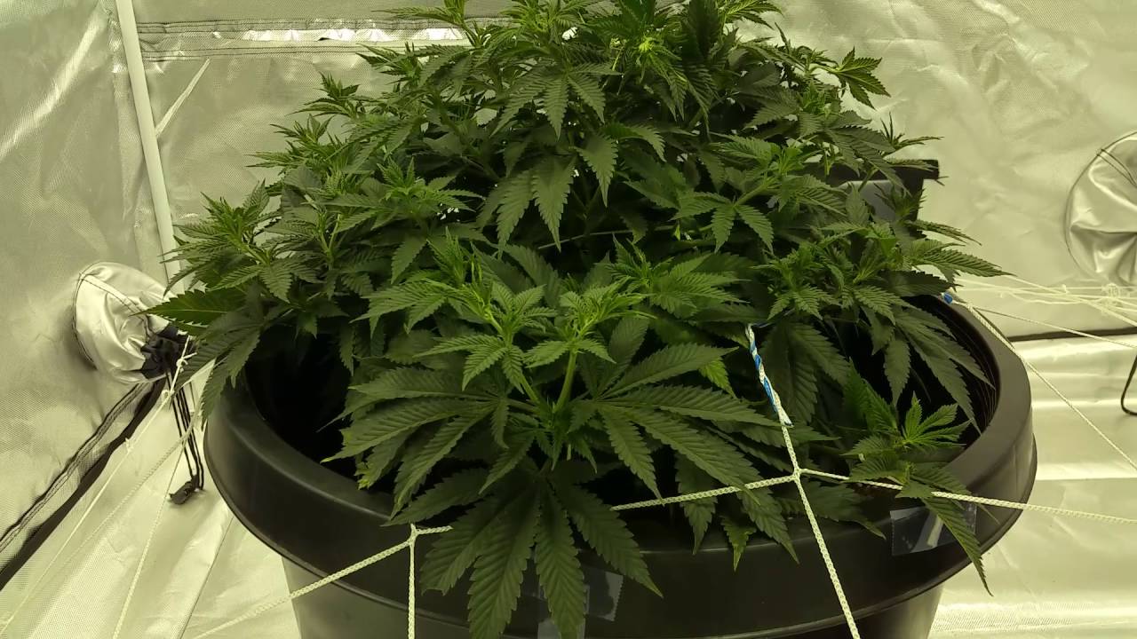 1000 watt royal queen seeds sour diesel grow. Topping, fimming, tying, super cropping. Part 4
