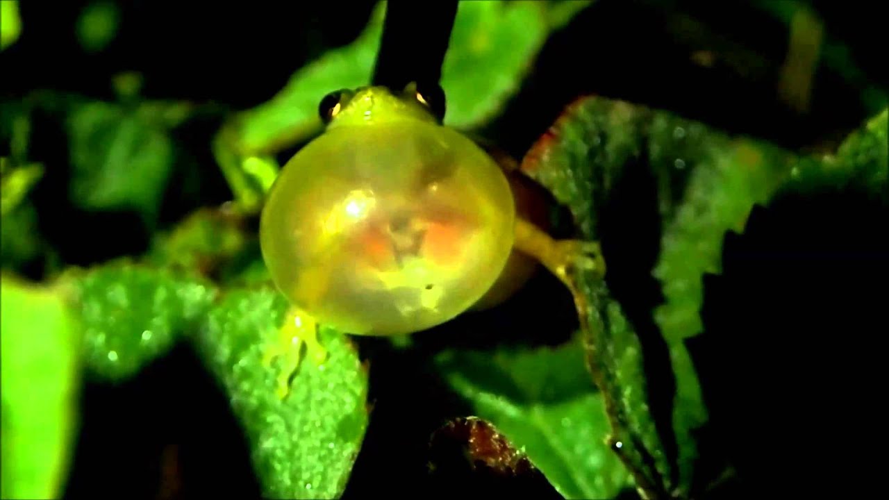 bolivia country code iso Frogs of Bolivia: Look inside a calling Scinax madeirae (lungs; larynges)