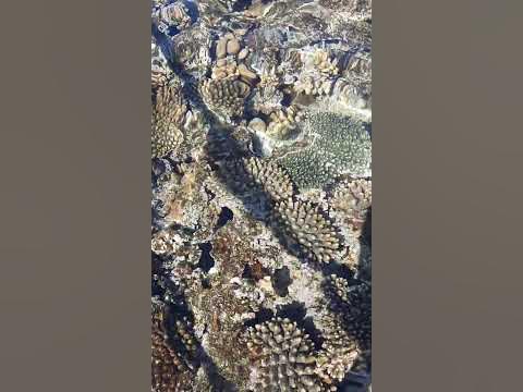###ШАРМАЛЬ ШЕЙХ# МОРЕЕЕЕ2####🤣🤣🤣🤣👍👍👍👍 - YouTube