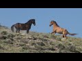 Wild mustangs in america wild horses stallions fighting and mares by karen king