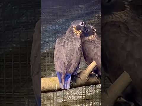 Dusky parrot (Pionus fuscus) | Bird Show | Parrots