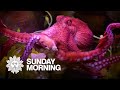 Untangling the mysteries of the octopus