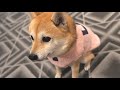 ビフォーアフターの表情があからさまに違い過ぎる柴犬