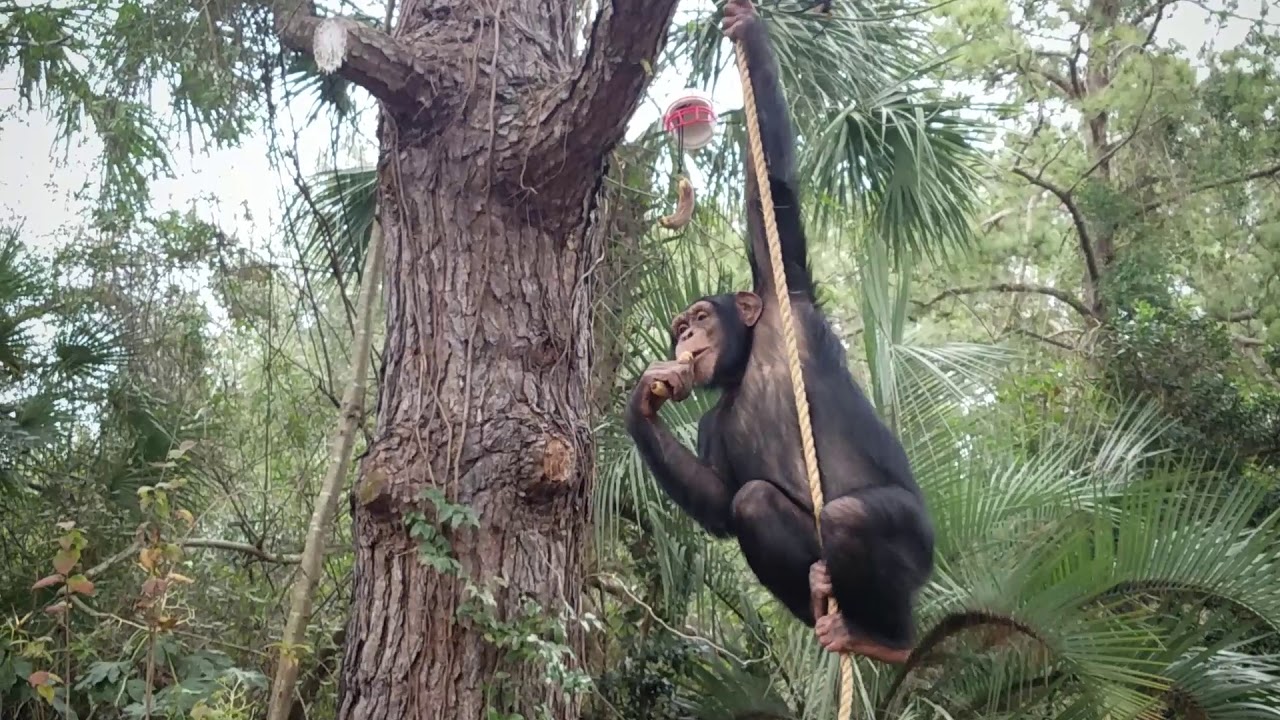 Sugriva's Super Bowl Chimp Pick 2019 | Myrtle Beach Safari