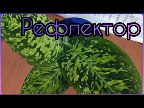 Не смогла расстаться с врединой🌱#ДИФФЕНБАХИЯ #РЕФЛЕКТОР #размножение #укоренение #растения #цветы