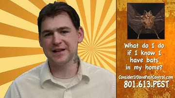 How do you get rid of bats? - Pest Control Salt Lake City Utah