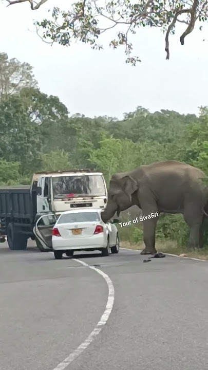 A wild elephant attacks a car for food #elephantattack #wildelephants #elephant #jungleelephant
