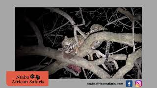 NAS leopard night feeding