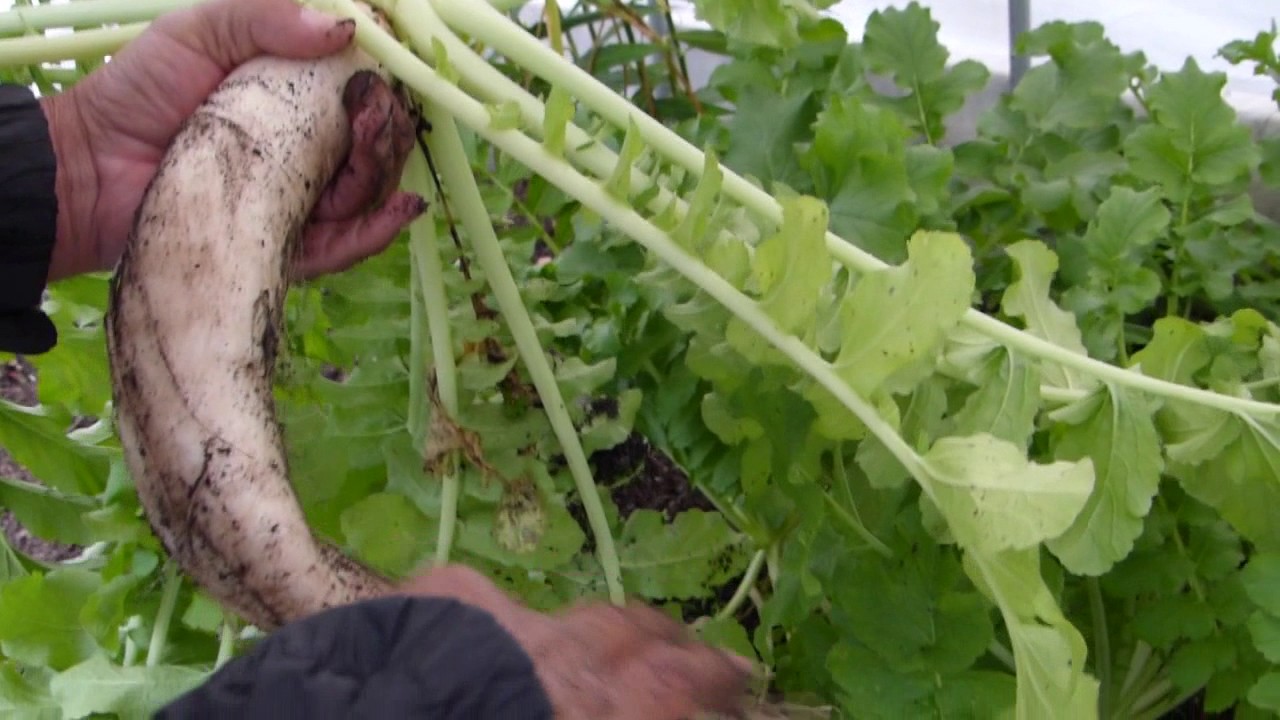 Daikon Radish First Harvest This Season YouTube