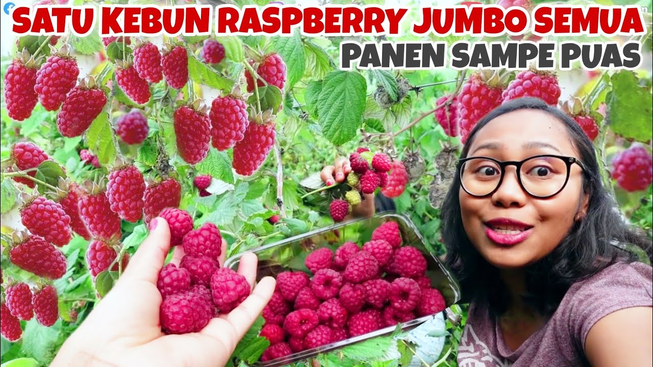 PERTAMA KALI PANEN RASPBERRY SEJUMBO INI 