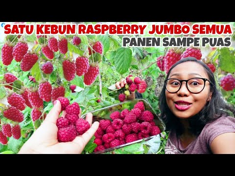 Video: Cara Memanen Tanaman Raspberry: Tips Memanen Raspberry Segar