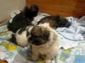 Tibetan Spaniel puppies playing の動画、YouTube動画。