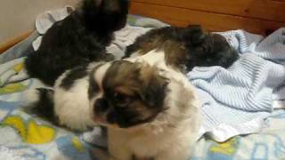 Tibetan Spaniel puppies playing