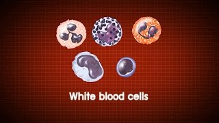 องค์ประกอบของเลือด หมู่เลือดและการแข็งตัวของเลือด  วิทยาศาสตร์ ม.4-6 (ชีววิทยา)