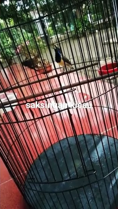 SOGON ISIAN PLECI ZIPER