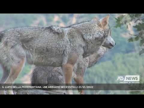 IL LUPO NELLA PEDEMONTANA: «NE ABBIAMO NECESSITA'» | 21/12/2022