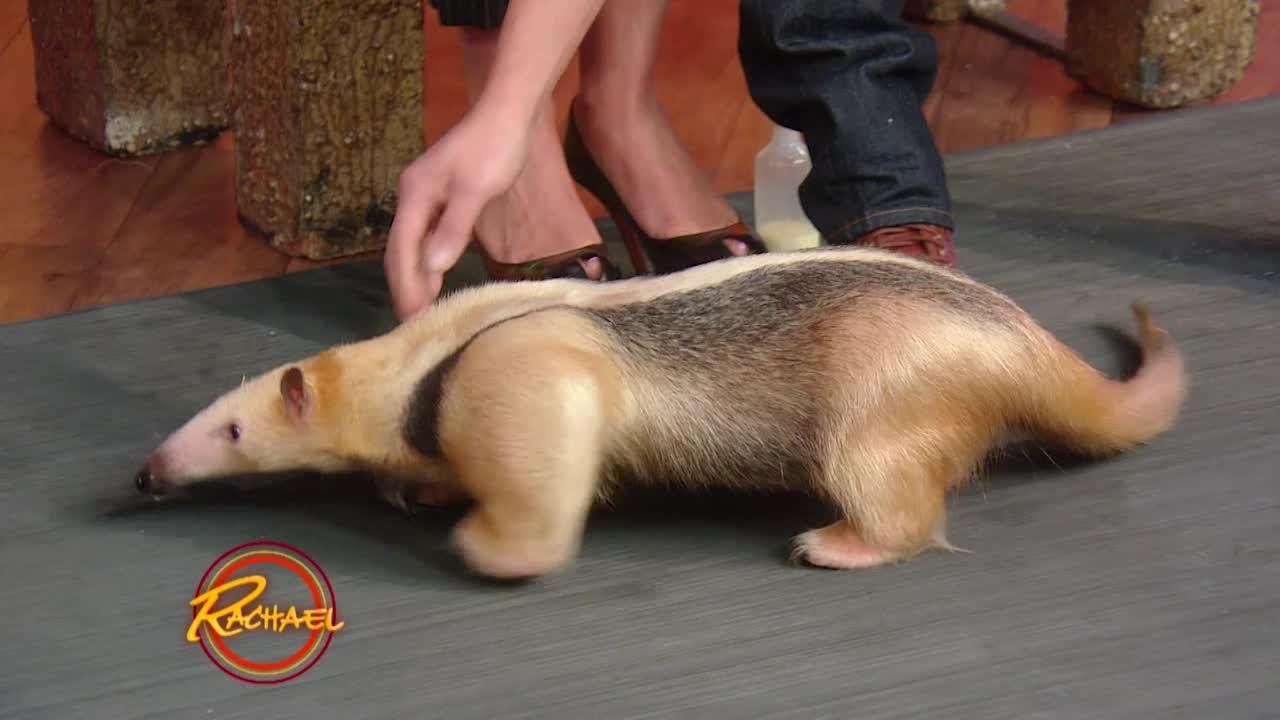 You Have to See This Baby Anteater -- He
