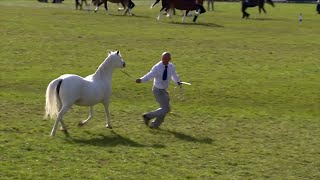 Merlod Mynydd Cymreig - Caseg Wag 4+ | Welsh Mountain Ponies - Barren Mare 4+