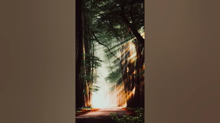 best place to walk alone 😌😌 #shorts #relaxing #shortvideo #ytshorts