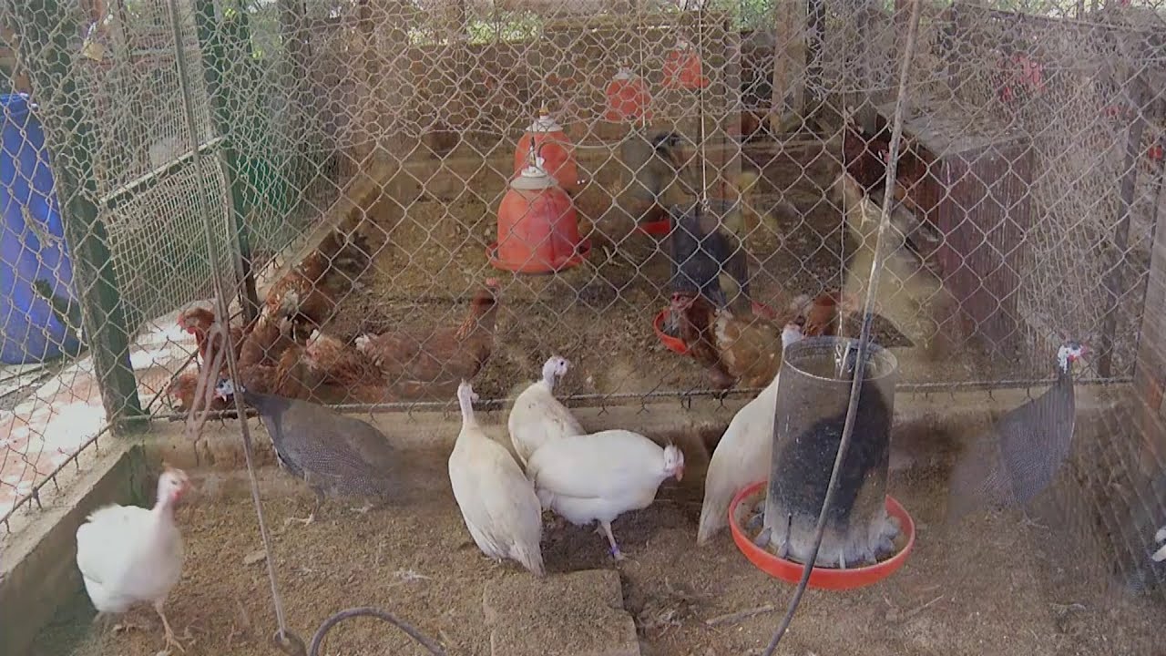 Hechos del Agro - La granja de don Boni