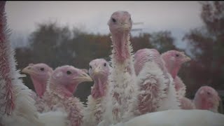 Federal Emergency Team Arrives In Minnesota To Ist With Avian Flu Outbreak