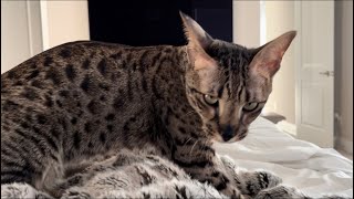 Cute F2 Savannah Cat Zara Takes Her Biscuit Making Seriously. Listen To That Sweet Purr.